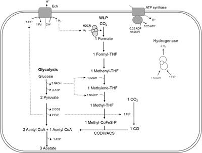 Formate Is Required for Growth of the Thermophilic Acetogenic Bacterium Thermoanaerobacter kivui Lacking Hydrogen-Dependent Carbon Dioxide Reductase (HDCR)